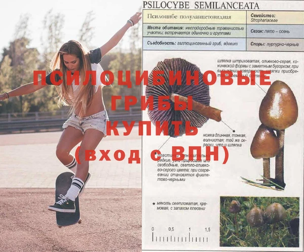 сатива Аркадак